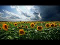 sunflowers