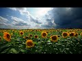 sunflowers