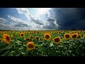 sunflowers