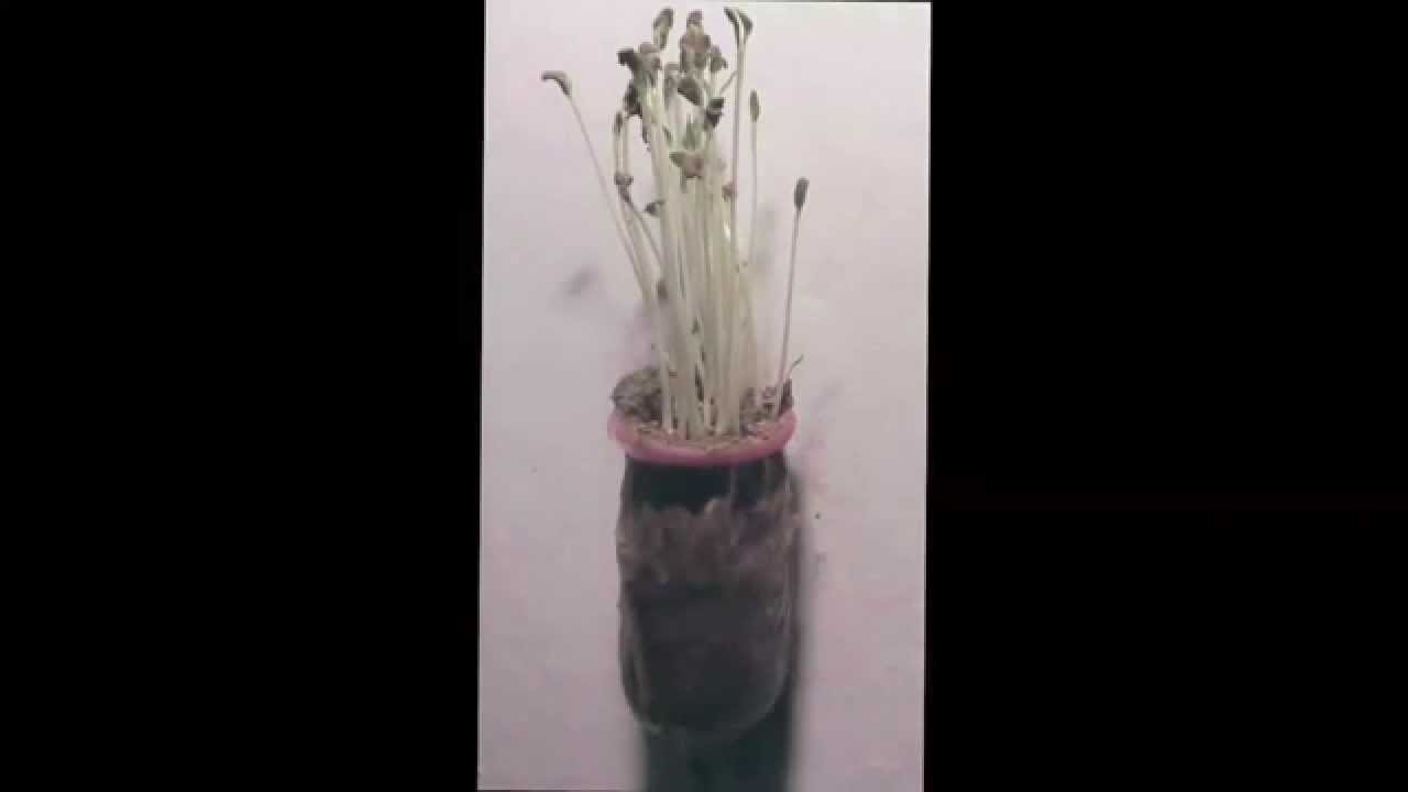 All Videos