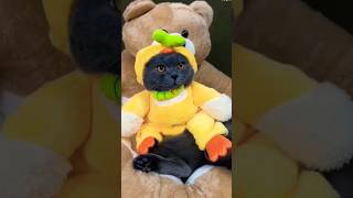 Vira2023 Catsl Shorts Video Cat Video