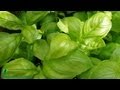 Is Hydroponic Basil as Healthy?