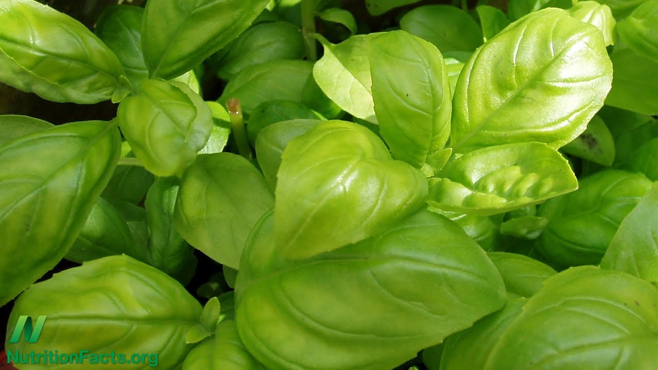 Is Hydroponic Basil as Healthy? YouTube