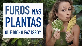 Descubra A Praga Que Faz Furos Nas Folhas Das Plantas