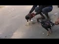 image Cara Mudah Melatih Ayam Bangkok Petarung Yang Kalah Agar Berani