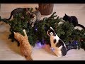 You will LAUGH your LUNGS out - World's funniest christmas  videos