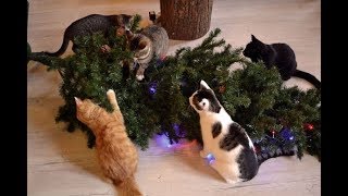 You will LAUGH your LUNGS out - World's funniest christmas videos