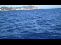 Ibiza Rave Dolphins [HD]