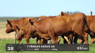 LOTE 38 - VENTRES ANGUS - LEILÃO SÃO BIBIANO 2021