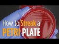 Four Quadrant Streak procedure - How to properly streak a Petri plate for isolated colonies