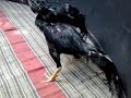 image Pukul Ko Teknik Tarung Ayam Wilis Ekor Hitam Bruno Ekor Putih Abar