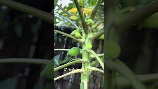 Hi There , My Pawpaw Is Getting Bigger Every Week , I Cant Wait To Eat Them.