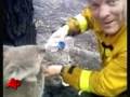 Raw Video: Sam the Koala Gets a Drink After Fire