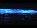 bio luminescence