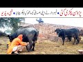 Number Daar Parosan Pakri Gai Funny | New Top Funny |  Must Watch Top New Comedy Video 2020 | You Tv