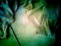 Cd Tante Gue images Cd Tante Gue