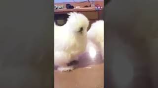 Шелковая Курица Такая Пушистая!