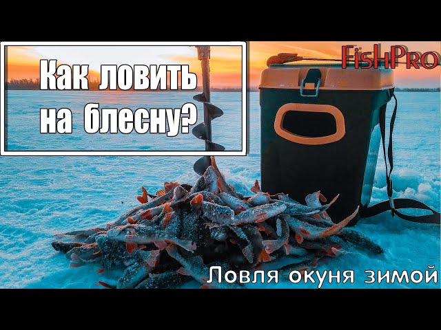 Окунь на блесну