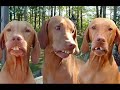 vERY fUNNY dOGS 6