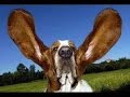 vERY fUNNY dOGS 6