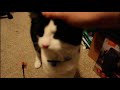 Cat meeting the puppies for the first time.