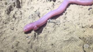 Bipes The Mexican Mole Lizard