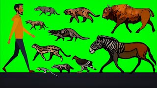 All Extinct Walking Animals Size Comparison Animals Animation