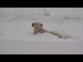 Jack the Dog in The Snow
