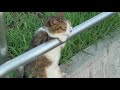 [ Cat sitting relaxed／ 夕暮れの　お座り猫ちゃん ] Cat+1 Channel