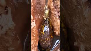 Viral Belut Terbesar Luar Negri