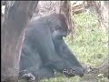 Chimp, Bonobo, Gorilla, Orangutan, Siaman-The Great Ape