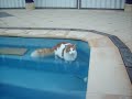 Crazy cat Oscar voluntarily goes for a dip in the pool