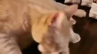 Yavrusunu yalayan anne kedi