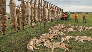 Coyote Hunting In Kansas The Endless Battle Against Americas Smartest Predator