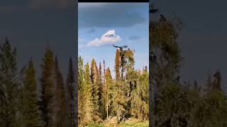 Bear Attacks Eagle Baby