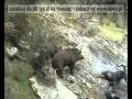 Polowanie na Dzika w Nowej Zelandii.