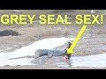 Grey Seal Mating (Graphic Scenes)