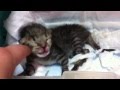 生まれたての子猫つぼみちゃん 未公開分