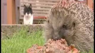 Watch Parry Gripp Overweight Hedgehog video