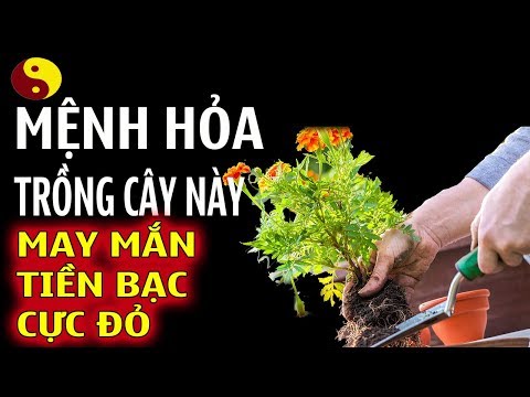 Ai Mệnh Hỏa Trồng 4 Loại Cây Này Sẽ Gặp May Mắn Thu Hút Tiền Tài Cực Mạnh - Phong Thủy Mạng Hỏa