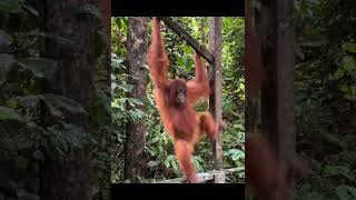 Orangutan Observing.