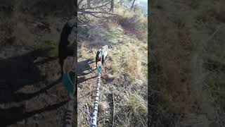 Canicross With Jagdterrier