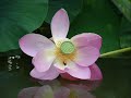 Lovely Flower pictures - For Someone You Care ecards - Flowers Greeting Cards Lovely Flower pictures - For Someone You Care ecards - Flowers Greeting Cards