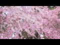 清木場俊介／LOVE BALLAD FILM 「桜色舞うころ」Part 1