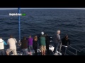 Blue whale gets eye to eye with whale watch passengers underwater off Dana Point.mp4