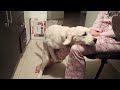 Very funny Golden Retriever puppy girl humps her mom's leg