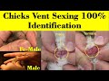 How to Identify Male and Female Chicks | Vent Sexing in chicks | chicks sexing | hen | Baby Chicks