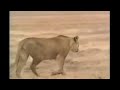 15 lion vs hyena a terrible fight
