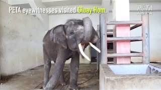 Baby Elephant Chained and Abused for Tourists