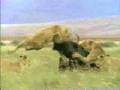 ASLAN VE BUFOLO (BELGESEL)